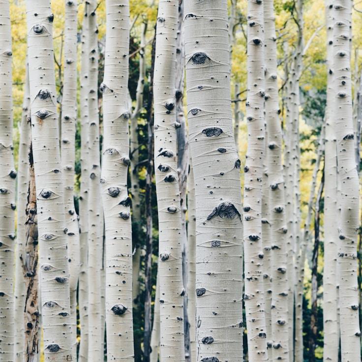 Protected areas overview